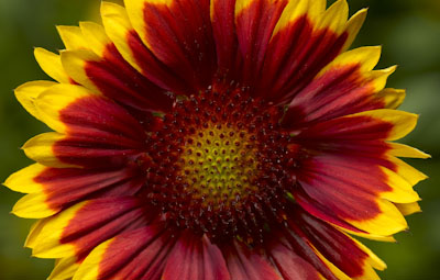 'Red Yellow Tip' 'Red Yellow Tip'