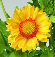 'Orange' 'Orange'