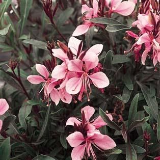 ’Pink’ ’Pink’