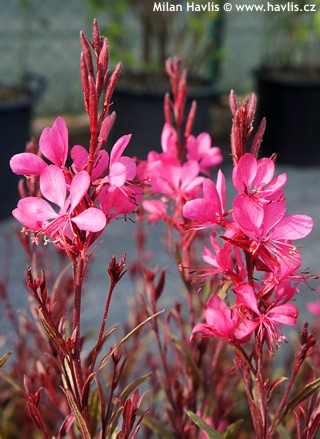 'Rose' 'Rose'