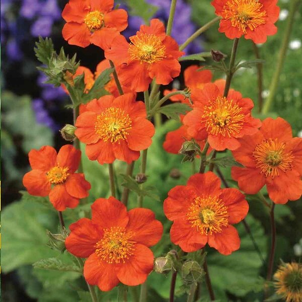 'Orange Queen' 'Orange Queen'