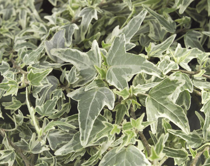 Hedera helix 'Glacier' Hedera helix 'Glacier'