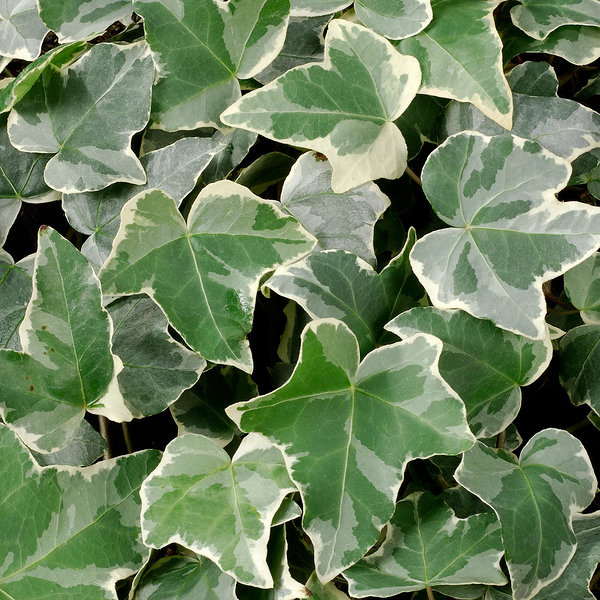 Hedera helix Ester' Hedera helix Ester'