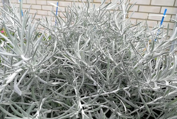 ’Silver Carpet’ ’Silver Carpet’
