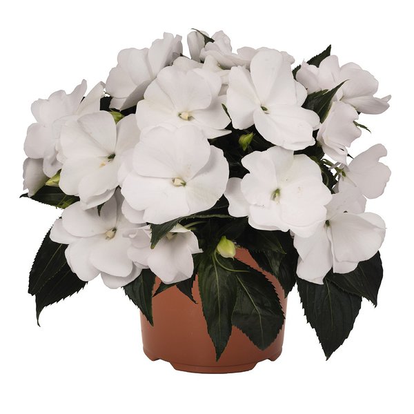 'White' 'White'