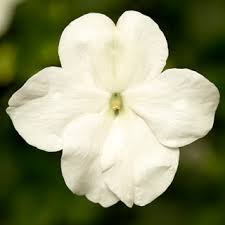 `White` `White`