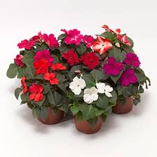 Impatiens walleriana Impatiens walleriana
