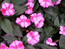 ’Petticoat Blue Star’