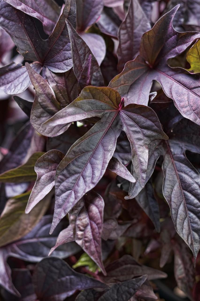 ’Sweet Georgia Deep Purple’ ’Sweet Georgia Deep Purple’