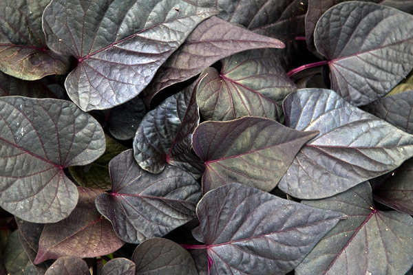 ’Sweet Georgia Purple Heart' ’Sweet Georgia Purple Heart'