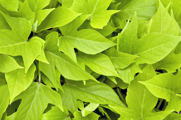 ’Sweet Georgia Light Green’ ’Sweet Georgia Light Green’