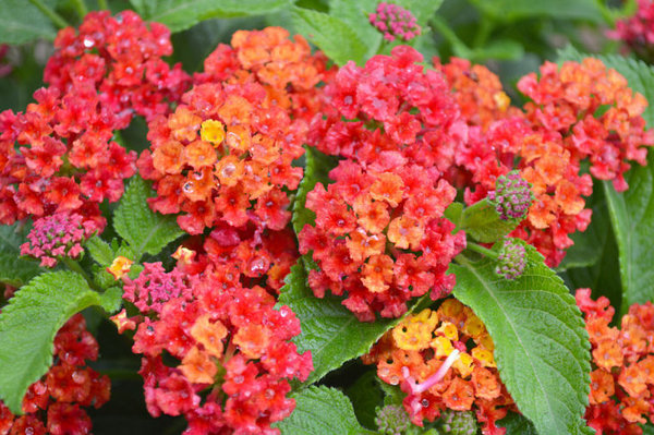 ’Red Flame’ ’Red Flame’
