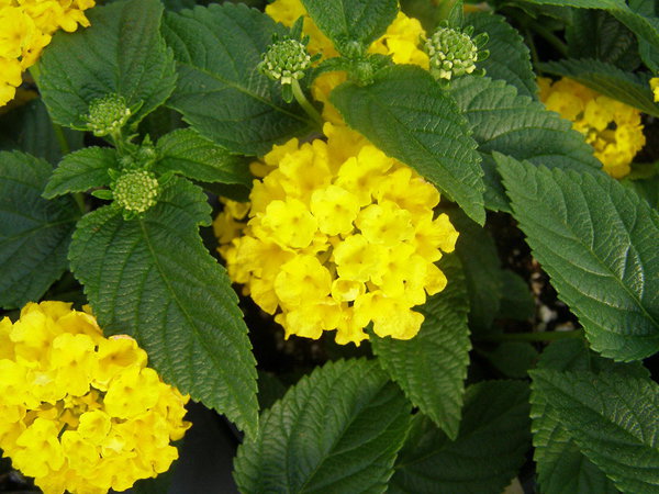'Yellow' 'Yellow'