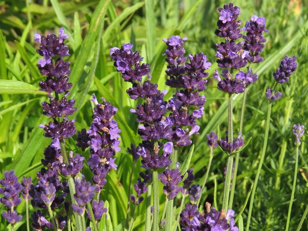 Aromatico 'Autumn Blue’ Aromatico 'Autumn Blue’