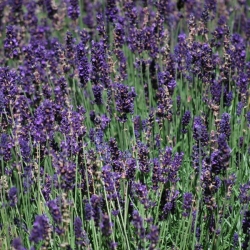 Aromatic 'Blue’ Aromatic 'Blue’