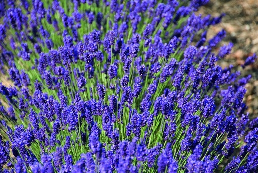 ’Blue Scent’ ’Blue Scent’