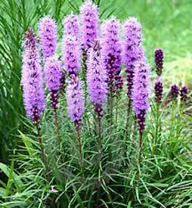 'Violet' 'Violet'