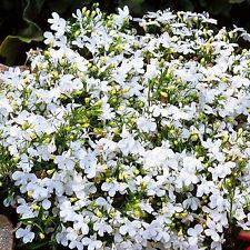 ‘Regatta White’ ‘Regatta White’