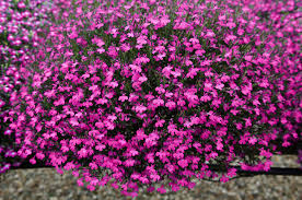 'Regatta Rose' 'Regatta Rose'