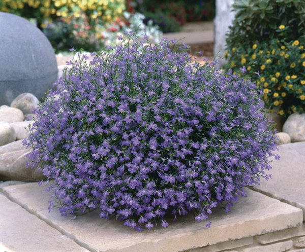 'Blue' 'Blue'