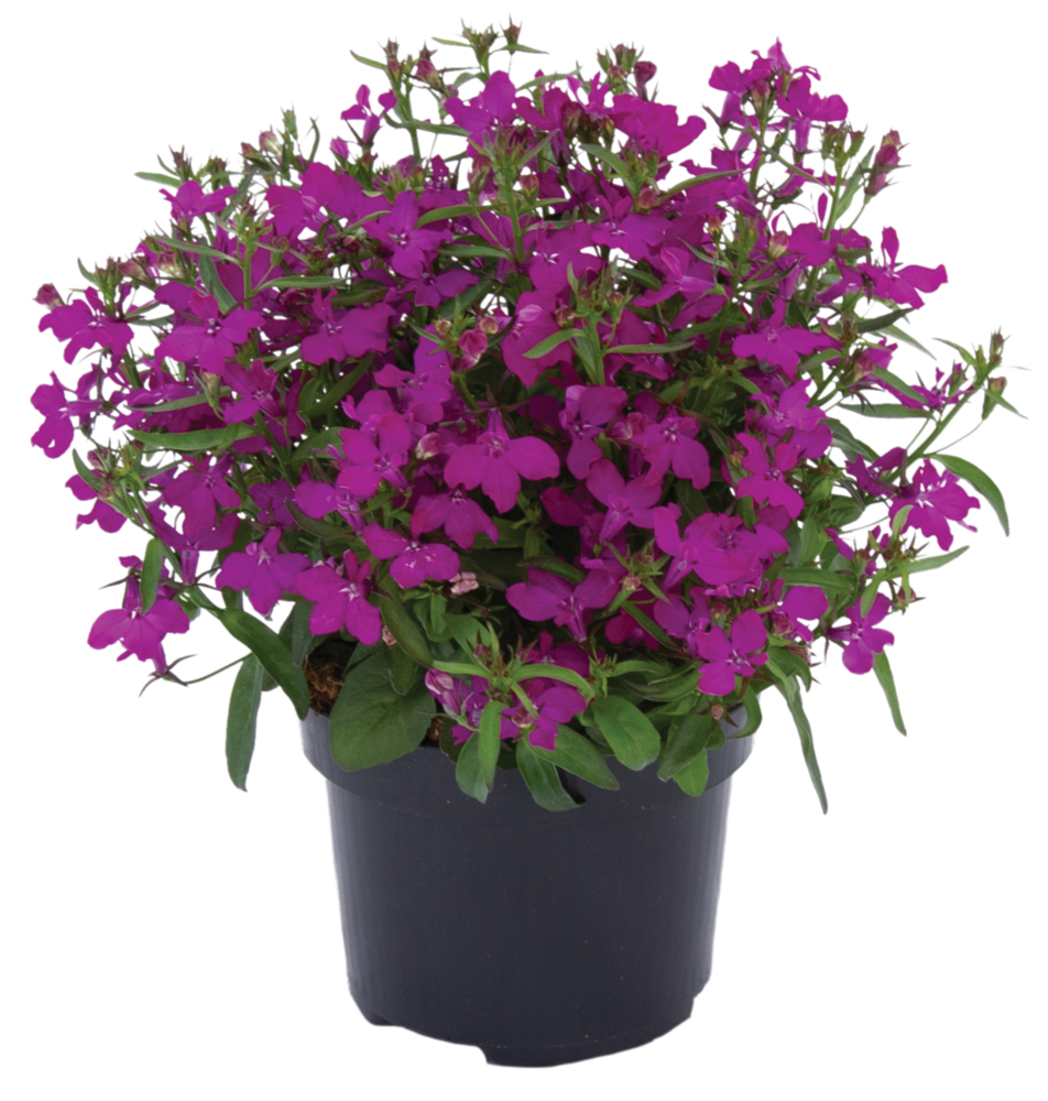 ‘Purple’ ‘Purple’