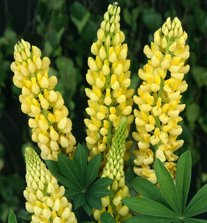 'Gallery Yellow' 'Gallery Yellow'