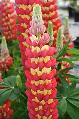 'Tequila Flame' 'Tequila Flame'
