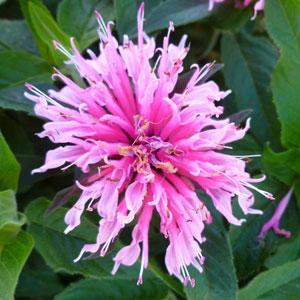 'Balmy Pink' 'Balmy Pink'