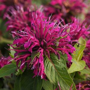 'Balmy Purple' 'Balmy Purple'