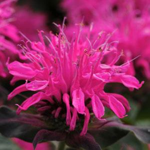 'Balmy Rose' 'Balmy Rose'