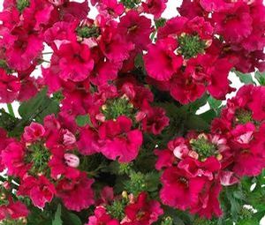 Angelart ’Raspberry’ Angelart ’Raspberry’