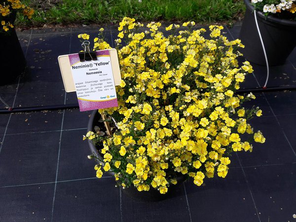 ‘Yellow’ ‘Yellow’
