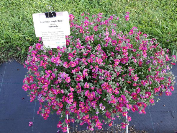 ‘Purple Rose’ ‘Purple Rose’
