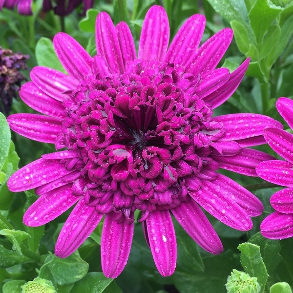 Erato Double ’Purple’ Erato Double ’Purple’
