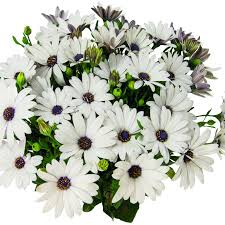 'White' 'White'