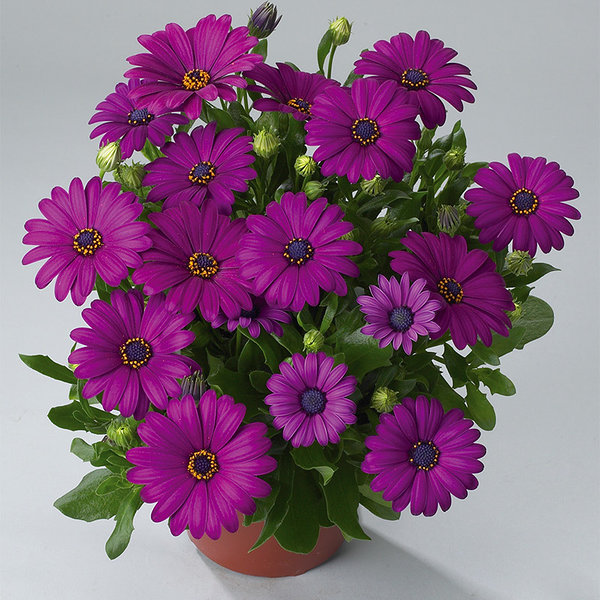 Cape Daisy 'Maseru Purple' Cape Daisy 'Maseru Purple'