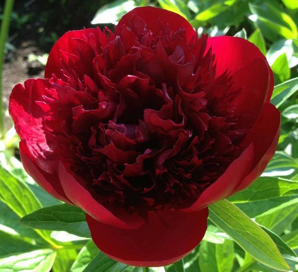 'Red Charm' 'Red Charm'