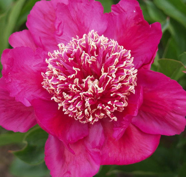 'Barrington Belle' 'Barrington Belle'