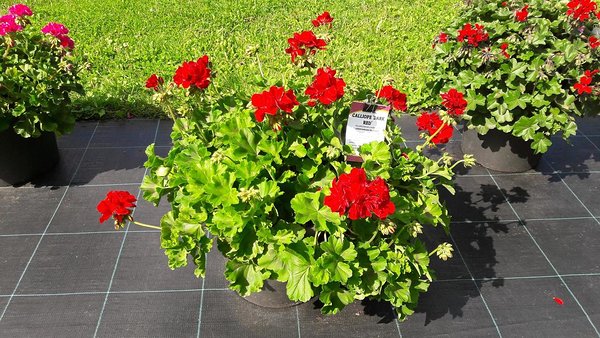 ’Dark Red’ ’Dark Red’