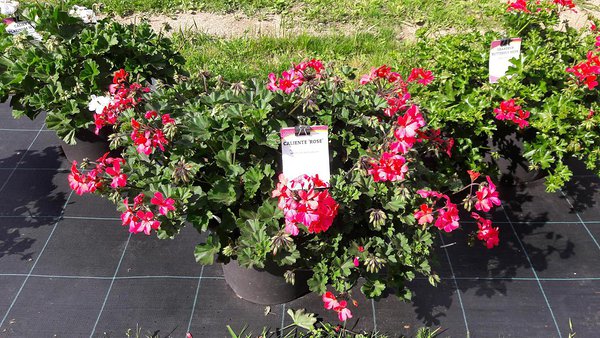 ’Rose’ ’Rose’