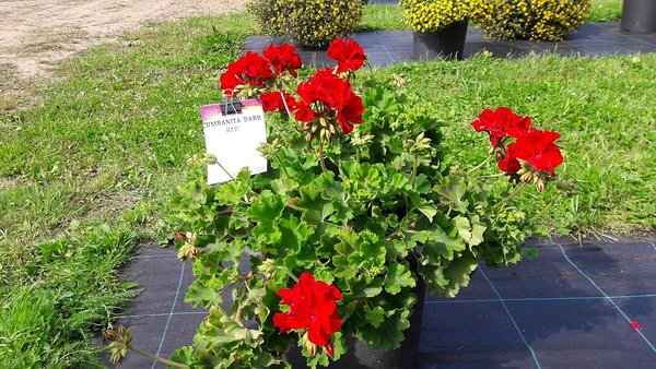 Cumbanita ’Dark Red’ Cumbanita ’Dark Red’
