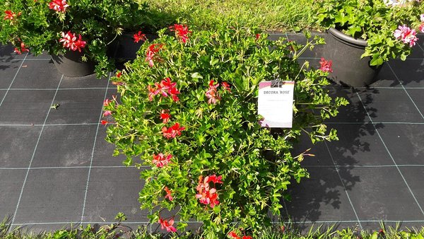 'Rose' 'Rose'