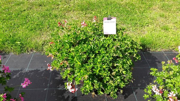 'Rouge' 'Rouge'