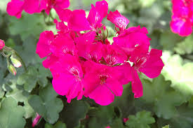 ’Lavender Rose’ ’Lavender Rose’