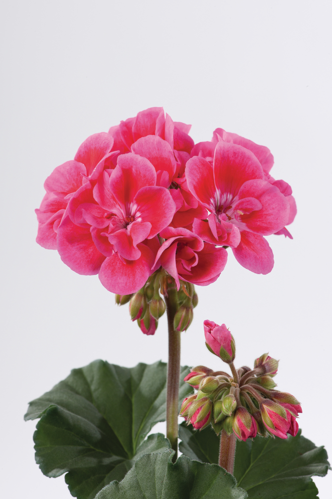 ’Claudio’ ’Claudio’