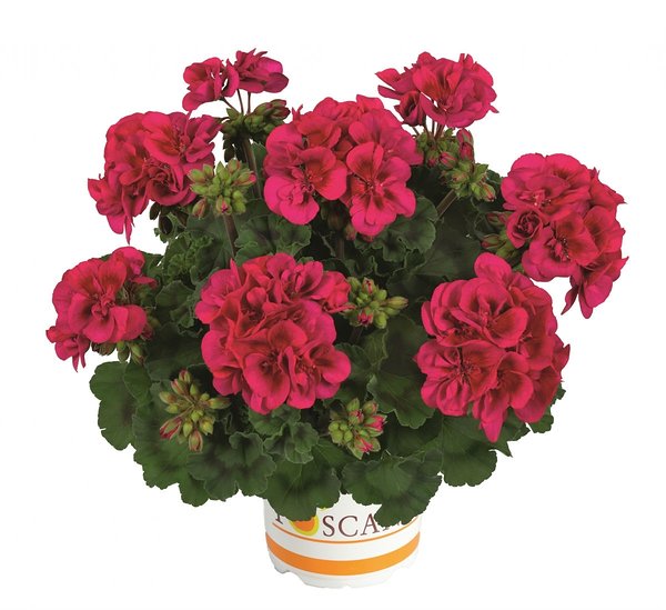 ’Nancy’ ’Nancy’
