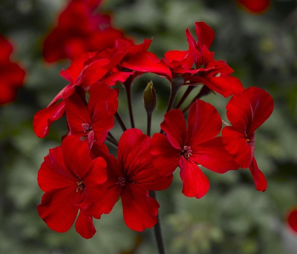 Pelargonium Caliente 'Fire' Pelargonium Caliente 'Fire'