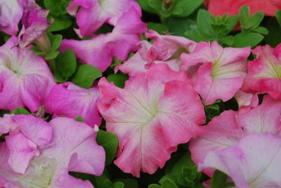 ’Pink Morn’ ’Pink Morn’