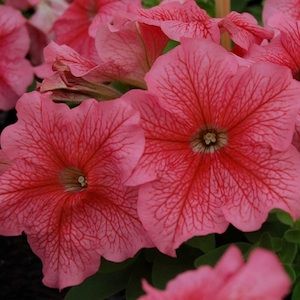 ’Red Veined’ ’Red Veined’