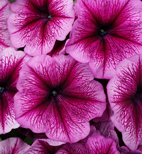 ‘Orchid’ ‘Orchid’